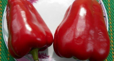 Jaká je zvláštnost odrůdy papriky kravského ucha? Doporučení pro pěstování